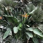Strelitzia reginae 葉