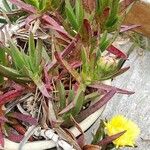 Carpobrotus chilensis Hoja