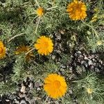Cladanthus arabicus Flor