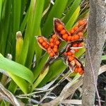 Iris foetidissima Vrucht