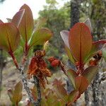 Rhododendron yunnanense Foglia