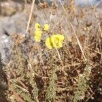 Calceolaria parvifolia Flors