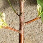 Hakea salicifolia 樹皮