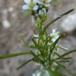 Arabis ciliata Blomma