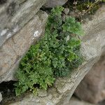 Asplenium ruta-muraria Blad