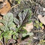 Salvia lyrata Leaf