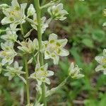 Anticlea elegans Fiore