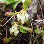 Arctous alpina Flower