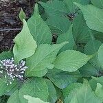 Callicarpa japonica Lapas