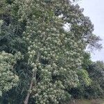 Cordia alliodora Hábito