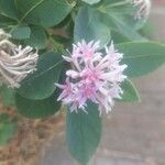 Dais cotinifolia Λουλούδι
