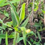 Commelina africana Leaf