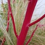 Amaranthus caudatus 樹皮