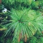 Pinus palustris Blomma