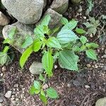 Pilea pumila Folha