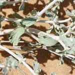 Maropsis deserti Лист
