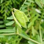 Vicia hirsuta Hedelmä