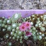 Sempervivum arachnoideumFlor