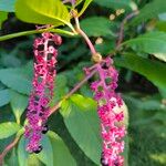 Phytolacca bogotensisŽiedas