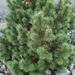 Pinus mugo Yaprak