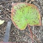 Epimedium pinnatum 葉