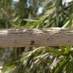 Callistemon viminalis Bark