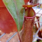 Nepenthes × neglecta Flower