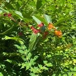 Lonicera involucrata Habitus