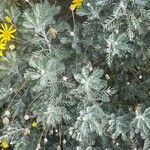 Euryops pectinatus Folio
