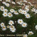 Argyranthemum gracile 整株植物