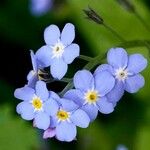 Myosotis decumbens Flower