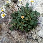 Bellium crassifolium 花