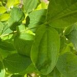 Philadelphus pubescens Blatt