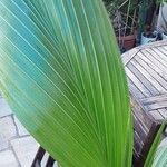 Cocos nucifera Blad