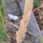 Calamagrostis epigejosFruit