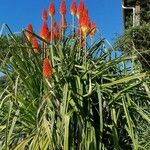 Kniphofia uvaria عادت داشتن