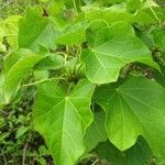 Jatropha curcas Blatt
