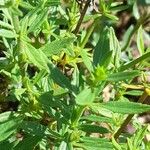 Nepeta podostachys Leaf