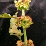 Rumex nepalensis 整株植物