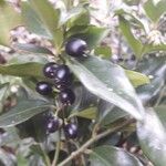 Sarcococca ruscifolia Frutto