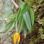 Bulbophyllum nasica