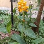 Canna × hybridaКвітка