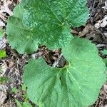 Arnoglossum atriplicifolium Leaf