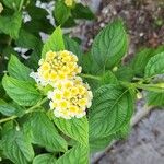 Lantana canescens Кветка