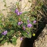 Solanum umbelliferum 果實