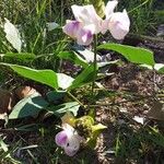Vigna speciosa Lorea
