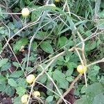 Solanum viarum Plante entière