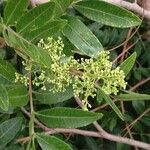 Schinus terebinthifolius Květ