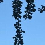 Ficus craterostoma Leaf