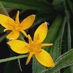 Hypoxis hirsuta Λουλούδι